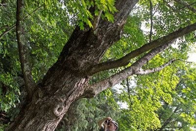 The Secretary Maple in the heart of the forest, being photographed by our beloved photographer Charlie Lemay. Photo by Eric Francis.