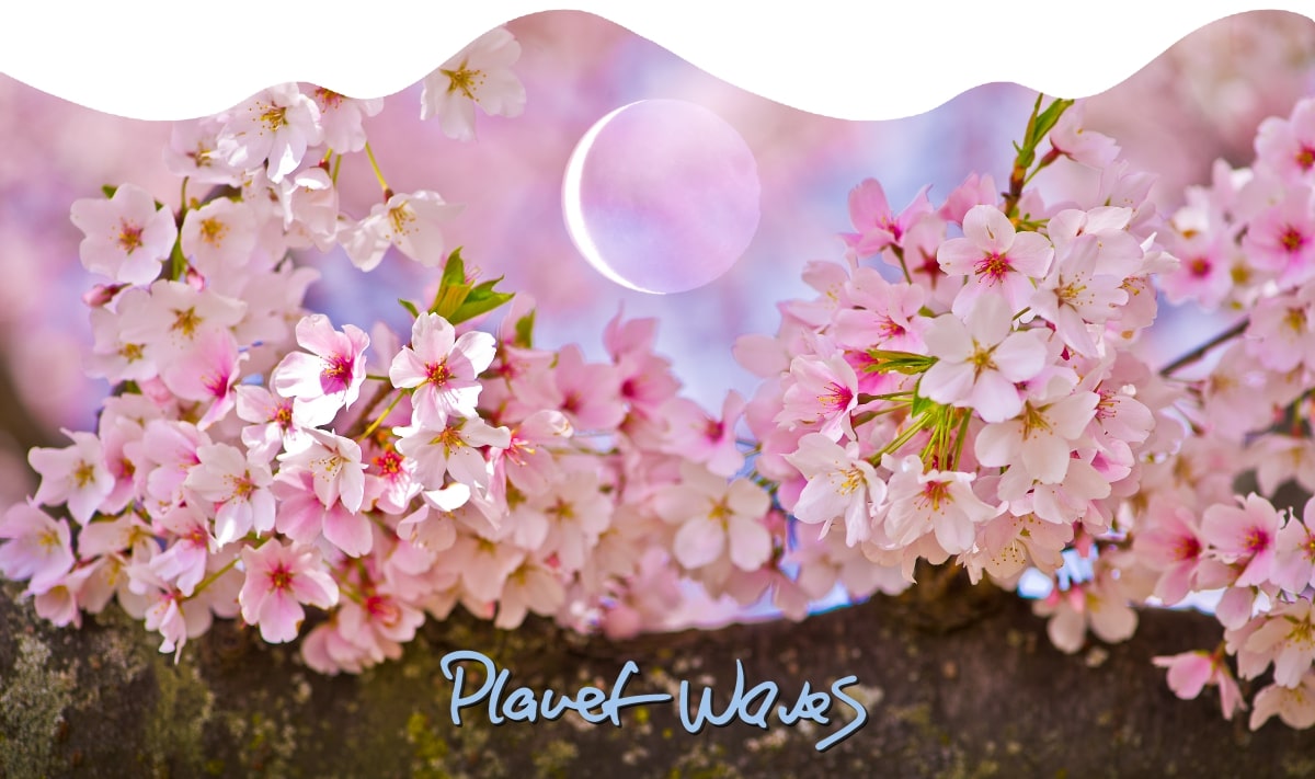 1200+web-2023.04.20 PW banner_crescent moon in taurus LVN_0761 (Custom)