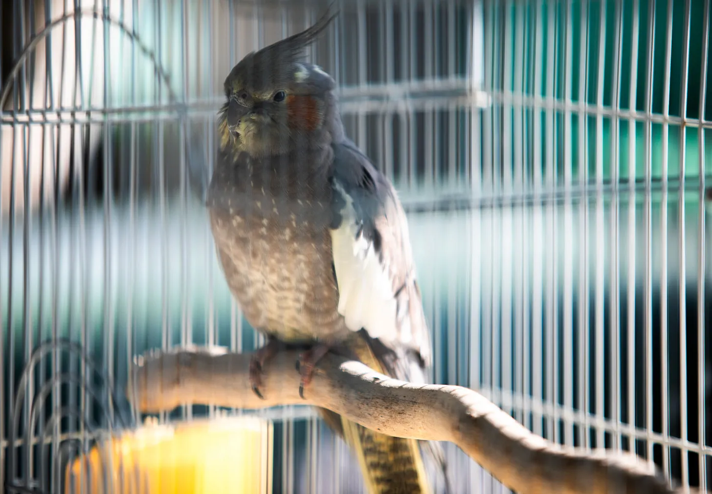 A parrot named Rosie who became part of a lost pet AI extortion scam. 