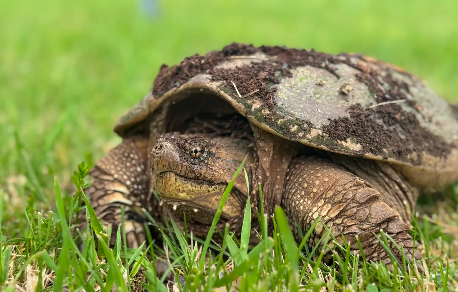 A turtle on grass.