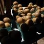 Autumn Equinox and the Torrent of Propaganda: The Truth is Internally Mediated